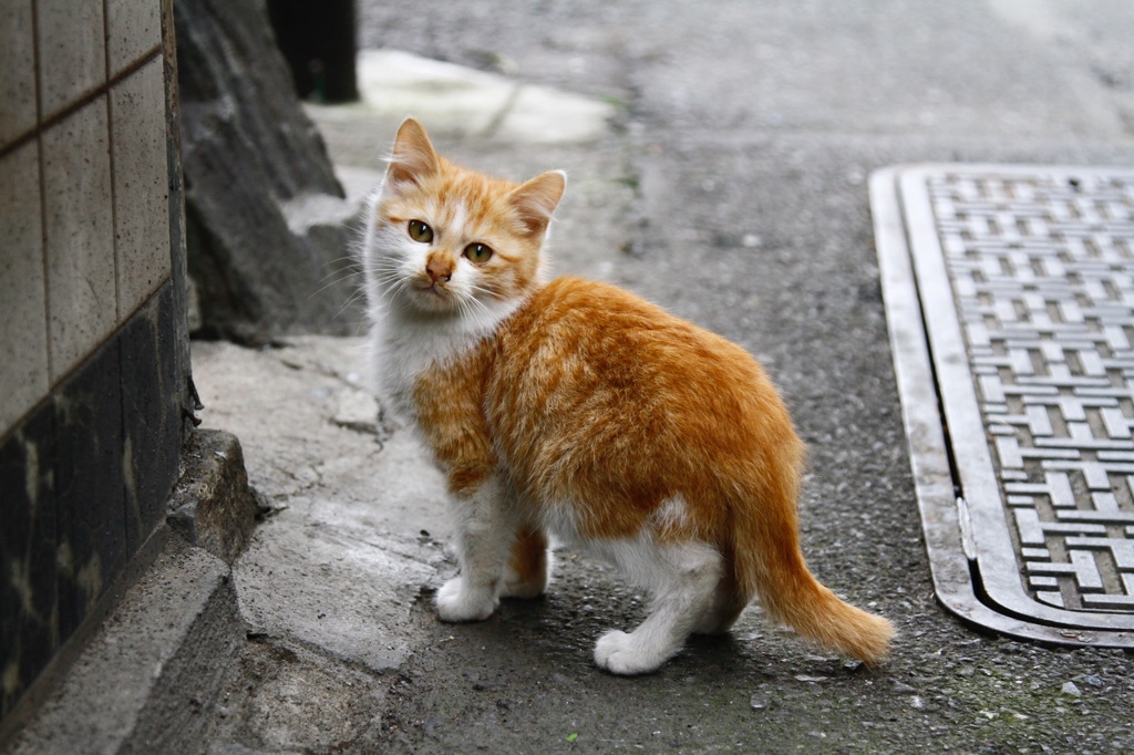 子猫