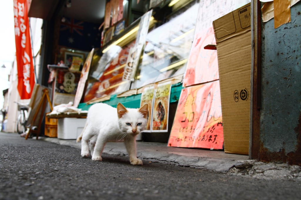猫と揚げ物屋
