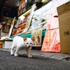 猫と揚げ物屋