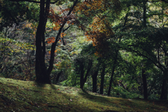 まだ紅葉には早かった