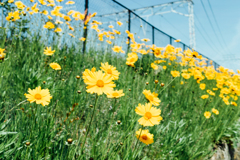 夏に向かって