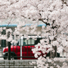 桜に包まれて