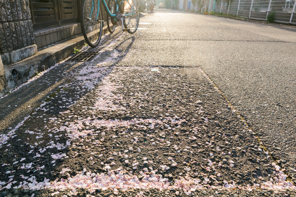 桜の溜まり場