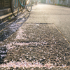 桜の溜まり場