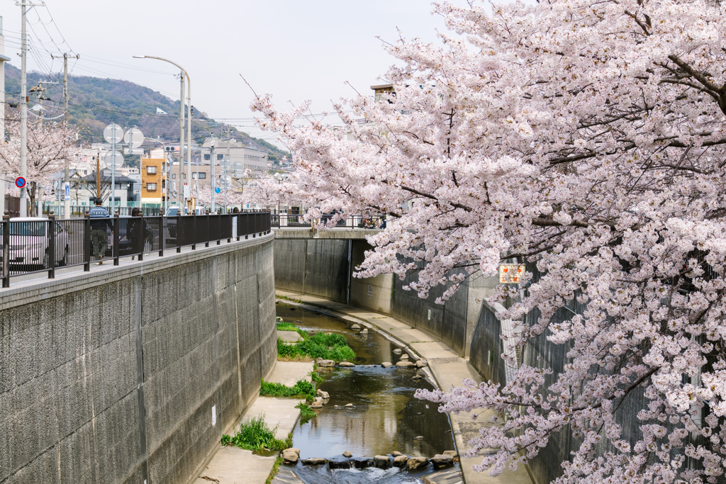 今年の桜もそろそろ終わりですね