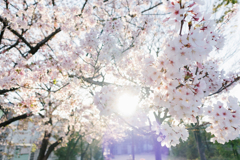 帰り道の桜