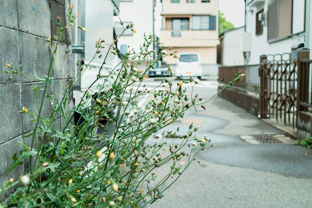 しばらく天気悪いようですね