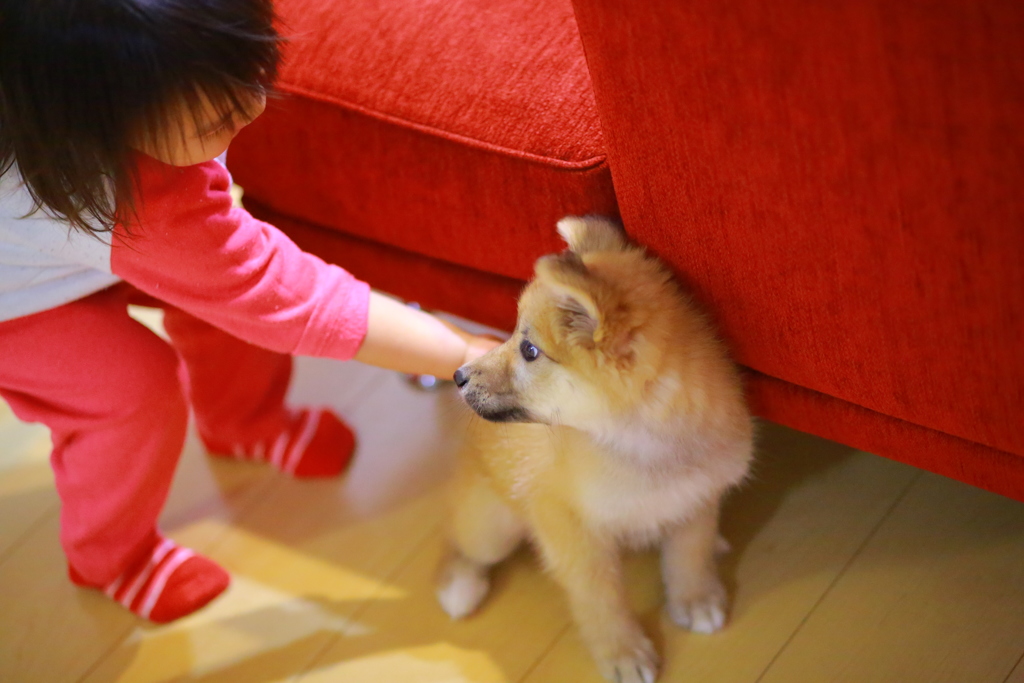 我が名は柴犬、まだ名は無い