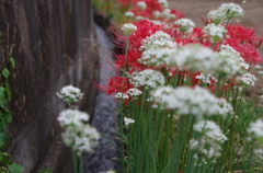 純真な中にも燃える紅
