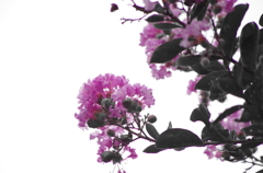 薄紅色の・・・