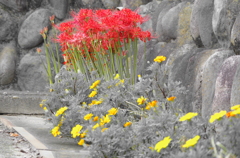 赤と黄色の共演