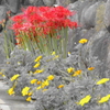 赤と黄色の共演