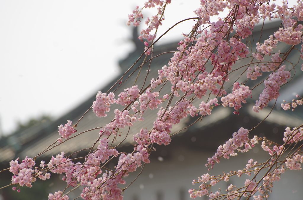 桜と天守閣と…