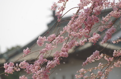 桜と天守閣と…