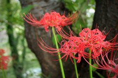 彼岸花