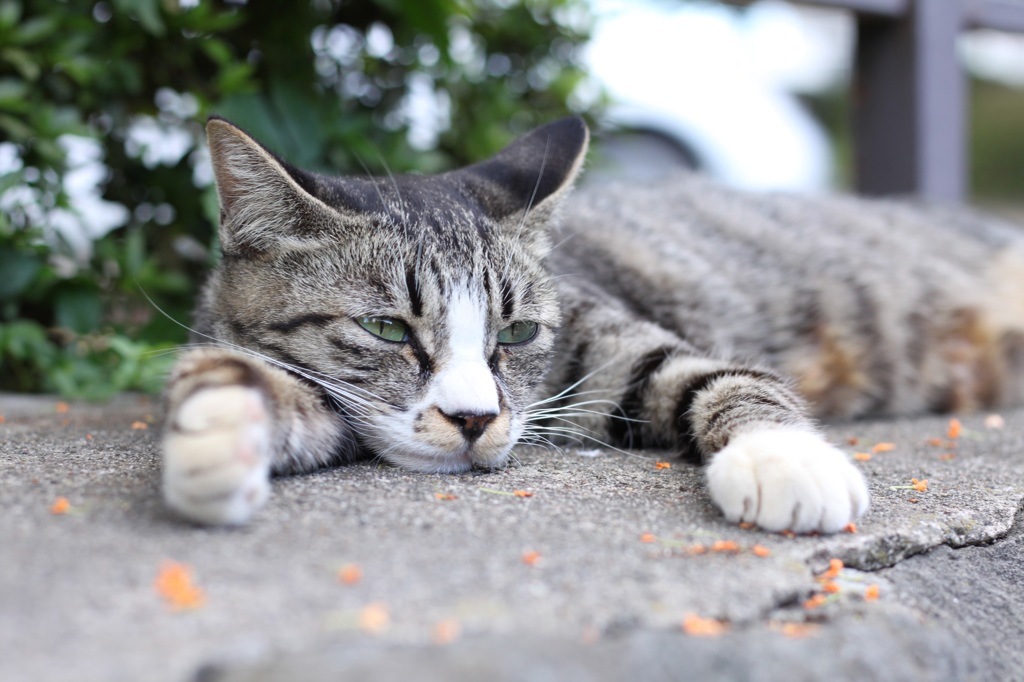 金木犀と猫ⅰ