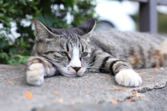金木犀と猫ⅰ