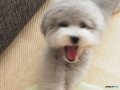 のびのびまるさん