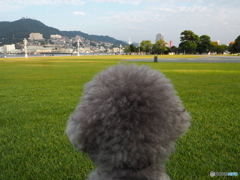 朝の散歩