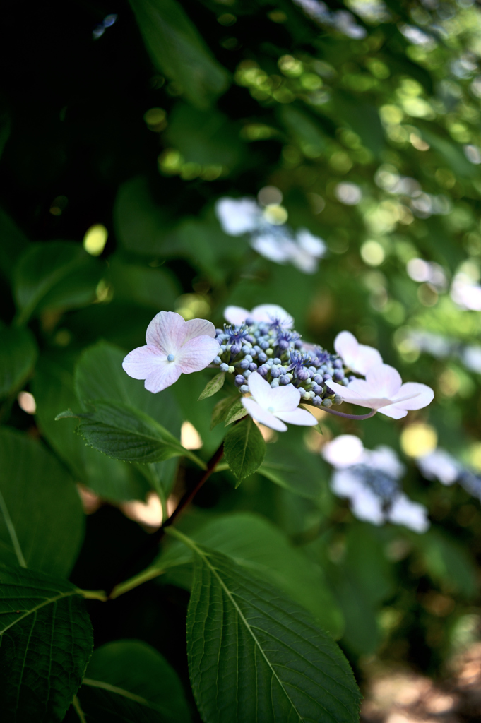 hydrangea_03