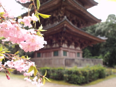 醍醐寺五重塔と桜＃１
