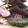 醍醐寺五重塔と桜＃１
