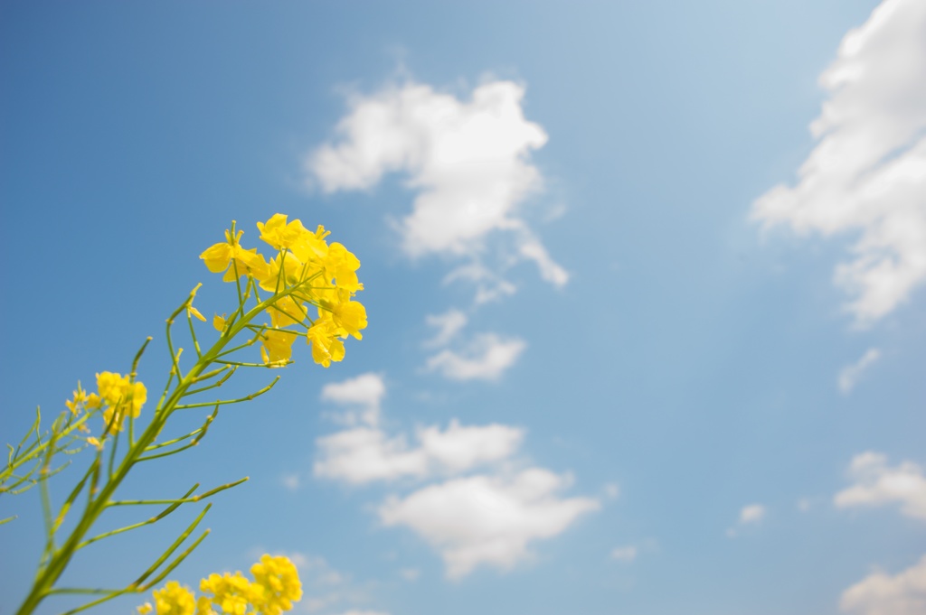 blossoming_field02