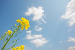 blossoming_field02