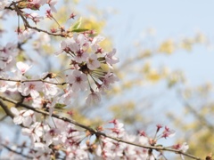 桜〜松山城＃２