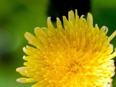 flower02