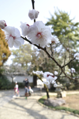 梅林寺外苑にて