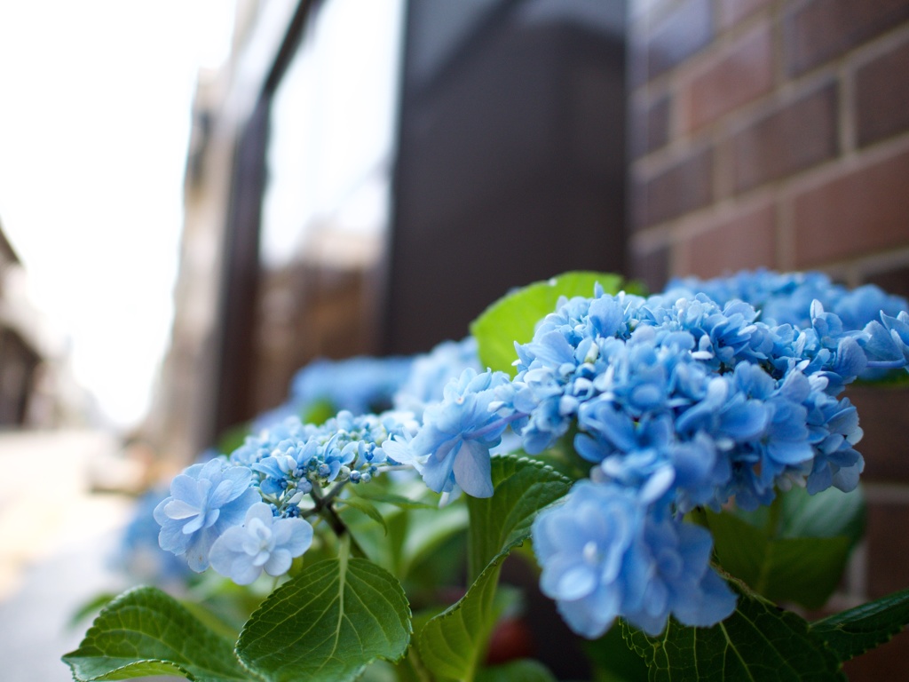 玄関先の紫陽花