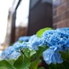 玄関先の紫陽花