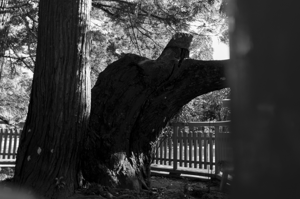 綾杉、剛直と不屈BW