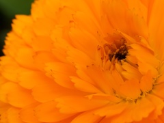 flower_orange01