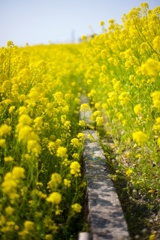 blossoming_field04