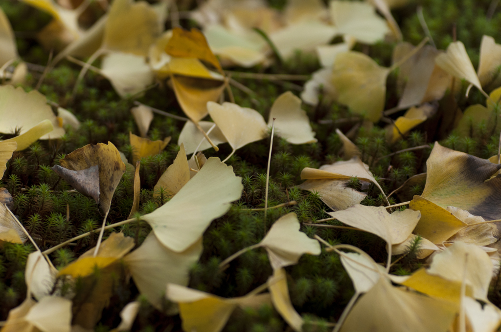 大興善寺、スギゴケと銀杏の葉
