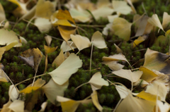 大興善寺、スギゴケと銀杏の葉