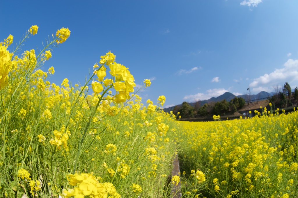 blossoming_field03