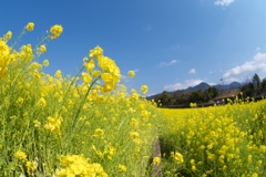 blossoming_field03