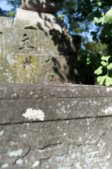 草戸稲荷神社の赤とんぼ