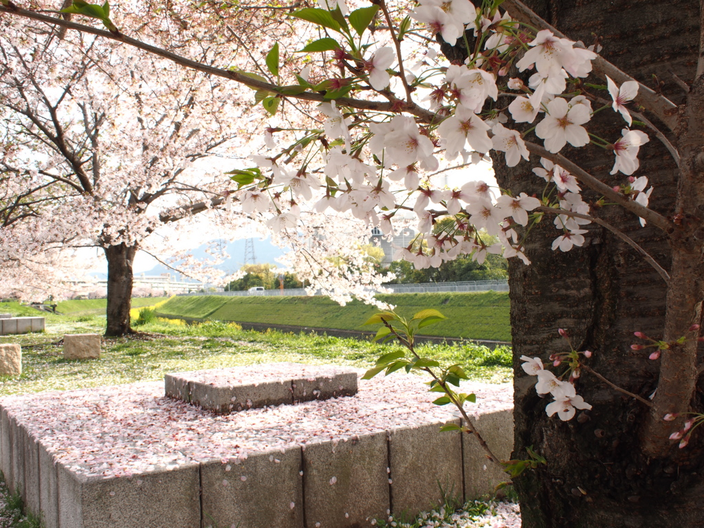 山科川沿いの桜並木＃４