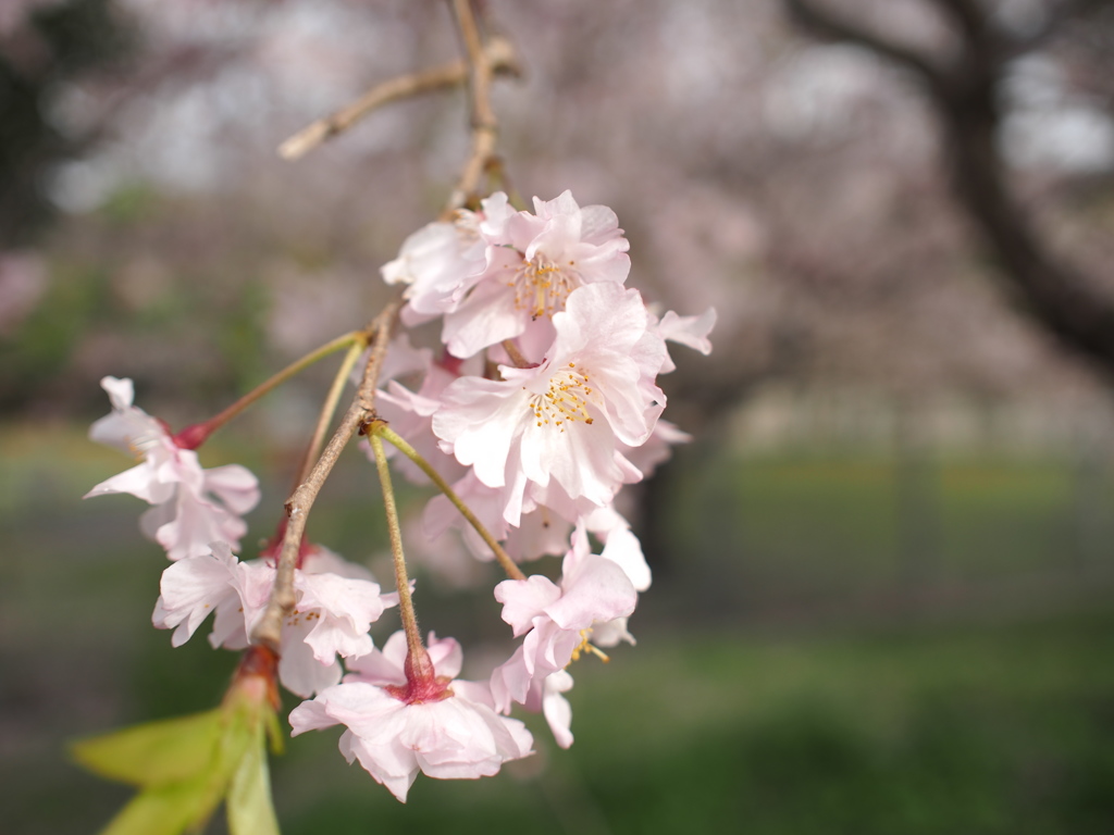 山科川沿いの桜並木＃２