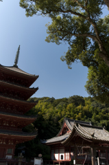 福山明王院五重塔と大木