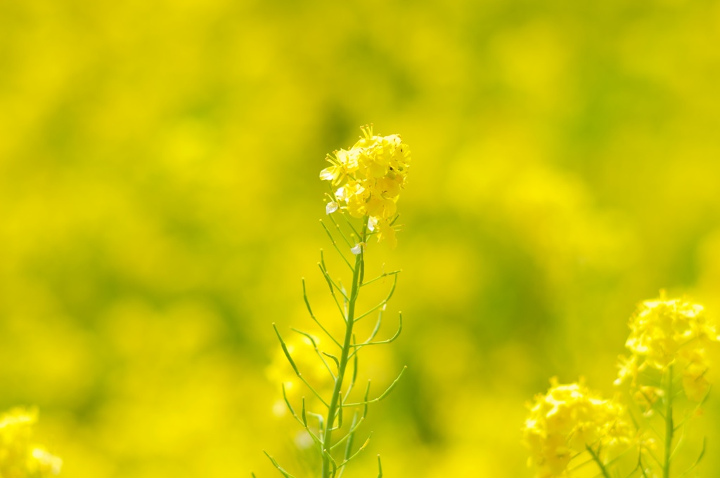 blossoming_field01