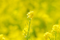 blossoming_field01