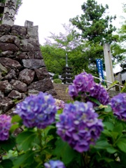 東向山理生院〜紫陽花