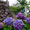 東向山理生院〜紫陽花
