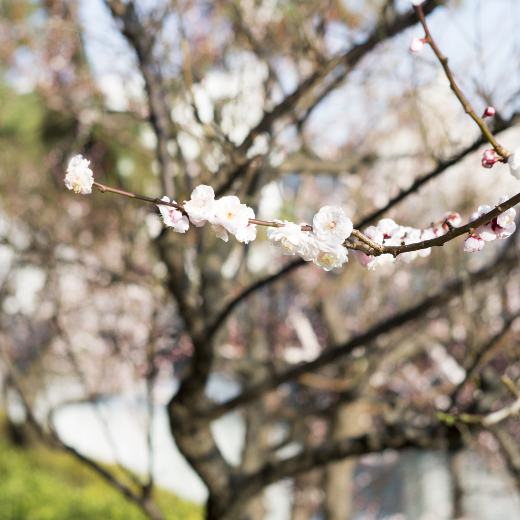 花の便り