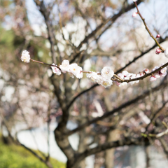 花の便り